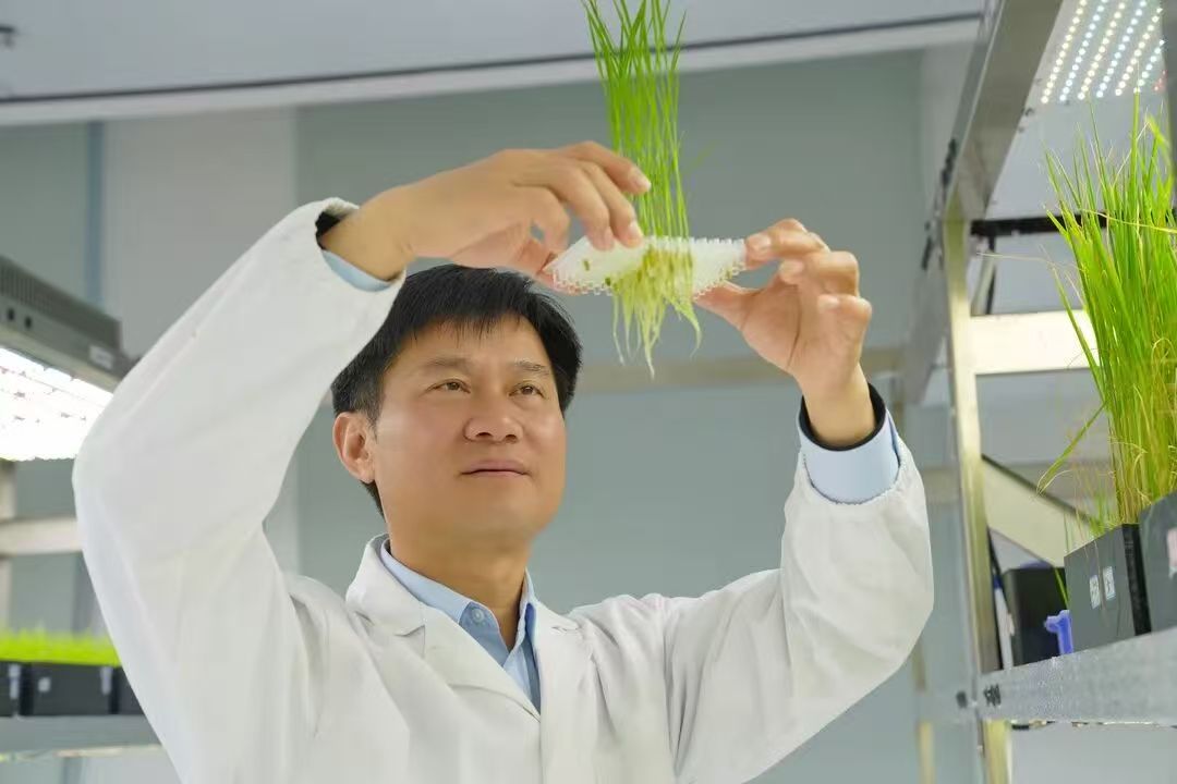 大粒稻”育种策略